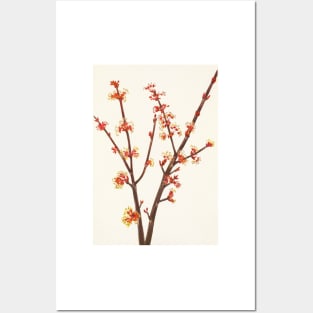 Red maple flowers - Botanical Illustration Posters and Art